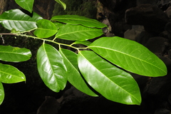 Diospyros sylvatica